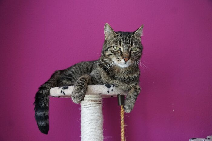 Drapak dla dużego kota – na co zwrócić uwagę przy zakupie?